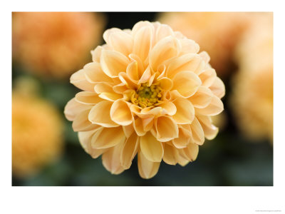 Dahlia Linda by Geoff Kidd Pricing Limited Edition Print image