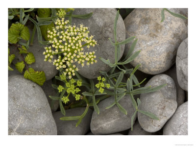 Rock Samphire, Coastal Plant, Edible by Bob Gibbons Pricing Limited Edition Print image