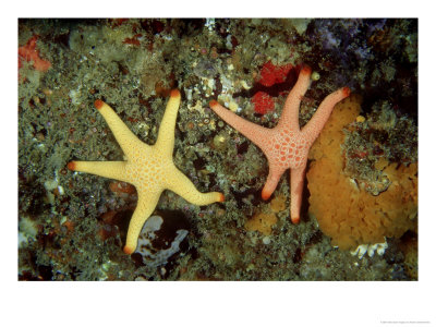 Seastars, Feeding, Australia by Karen Gowlett-Holmes Pricing Limited Edition Print image