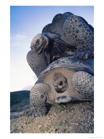 Giant Tortoise, Mating, Isabella Island, Galapagos by Mark Jones Pricing Limited Edition Print image
