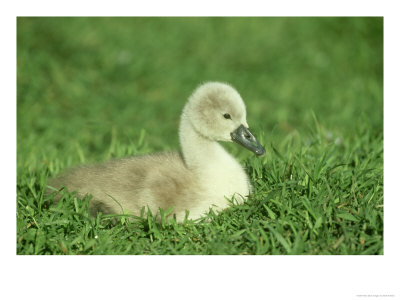Mute Swan, Cygnus Olor Young Cygnet On River Bank Uk by Mark Hamblin Pricing Limited Edition Print image