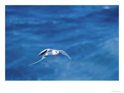 Red Billed Tropicbird In Flight, Hood Island, Galapagos by Mark Jones Pricing Limited Edition Print image