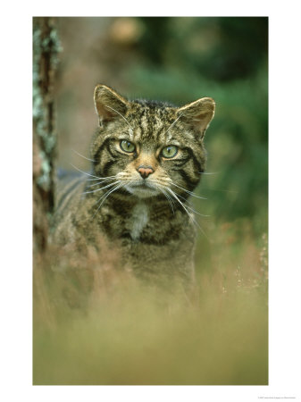 Wild Cat, Portrait, Scotland, Uk by Mark Hamblin Pricing Limited Edition Print image