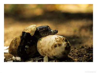 Nile Crocodile, Hatching, Kwazulu-Natal, South Africa by Roger De La Harpe Pricing Limited Edition Print image