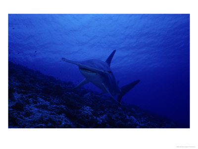 Great Hammerhead Shark, Swimming, Polynesia by Gerard Soury Pricing Limited Edition Print image