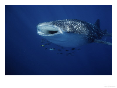 Whale Shark, With Fish, W. Australia by Gerard Soury Pricing Limited Edition Print image