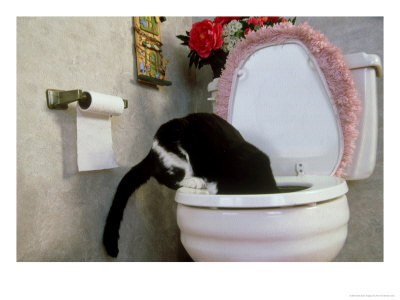 Tuxedo Cat Drinking From Toilet by Alan And Sandy Carey Pricing Limited Edition Print image