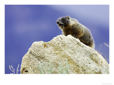 Yellow-Bellied Marmot, Calling An Alarm From Rock To Others In Colony, Usa by Mark Hamblin Pricing Limited Edition Print image