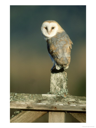 Barn Owl On Fence Post, Uk by Mark Hamblin Pricing Limited Edition Print image