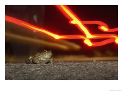 Common Toad, Male On Road, Scotland by Mark Hamblin Pricing Limited Edition Print image