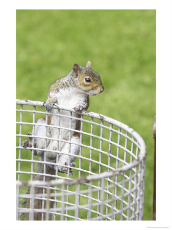 Grey Squirrel, Clinging To Wire Rubbish Bin Looking For Left-Over Food, Scotland by Mark Hamblin Pricing Limited Edition Print image