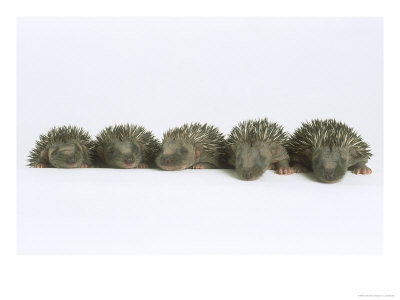 Hedgehogs, Young by Les Stocker Pricing Limited Edition Print image