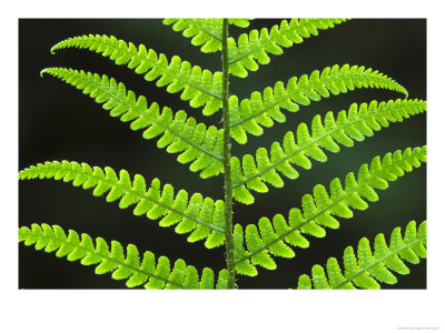 Male Fern, Close-Up Of Underside Of Frond, Uk by Mark Hamblin Pricing Limited Edition Print image
