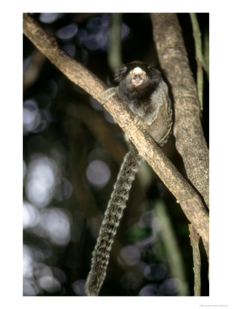 Black Tufted-Eared Marmoset, Poco Das Antas Reserve, Brazil by Mark Jones Pricing Limited Edition Print image