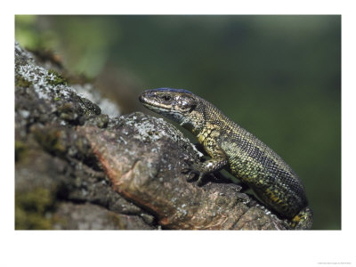 Common Lizard, Close-Up Of Male, Uk by Mark Hamblin Pricing Limited Edition Print image