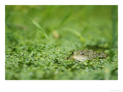 Common Frog, Submerged In Pond Weed, Sussex, Uk by Elliott Neep Pricing Limited Edition Print image