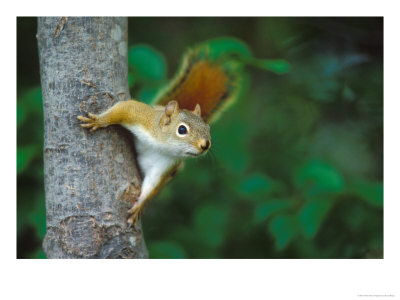 Red Squirrel On Tree Trunk, Usa by David Boag Pricing Limited Edition Print image