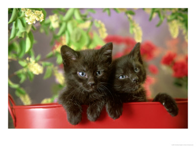 Black Kittens, Pair by Alan And Sandy Carey Pricing Limited Edition Print image