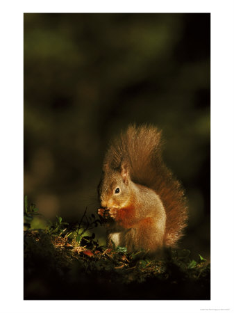 Red Squirrel, Scotland by Mark Hamblin Pricing Limited Edition Print image
