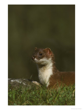 Stoatmustela Ermineaclose-Up Portraituk by Mark Hamblin Pricing Limited Edition Print image