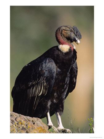 Andean Condor, Adult Male, Colca Canyon, Southern Peru by Mark Jones Pricing Limited Edition Print image