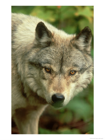 Timber Wolf, Canis Lupus Close-Up Portrait Amongst Autumn Foliage, Usa by Mark Hamblin Pricing Limited Edition Print image