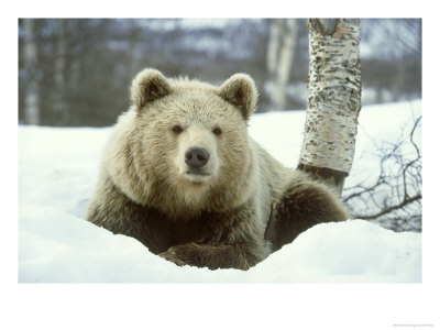 European Brown Bear, Ursus Arctos Male Sat On Snow Norway by Mark Hamblin Pricing Limited Edition Print image