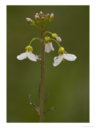 Cuckoo Flower, Cardamine Pratensis, Spring Flower by Bob Gibbons Pricing Limited Edition Print image