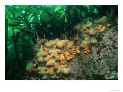 Dead Mens Fingers, Soft Corals On Reef, Ireland by Paul Kay Pricing Limited Edition Print image