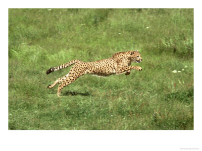 Cheetah, Acinonyx Jubatus (Endangered) Running by Brian Kenney Pricing Limited Edition Print image