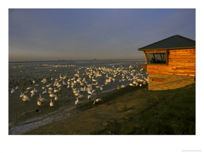 Welney Wildfowl And Wetlands Trust by Mark Hamblin Pricing Limited Edition Print image