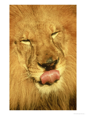 African Lion by Brian Kenney Pricing Limited Edition Print image