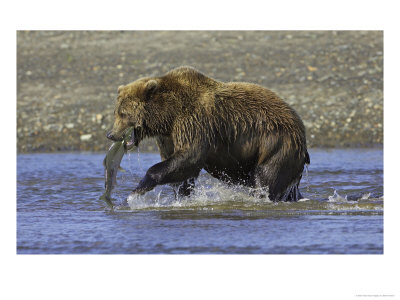 Grizzly Bear, Adult Female With Salmon, Alaska by Mark Hamblin Pricing Limited Edition Print image