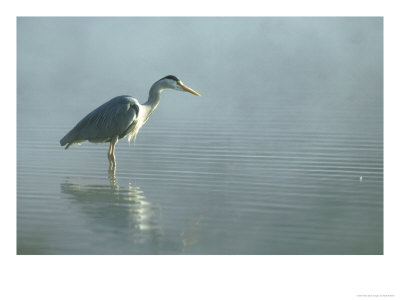 Grey Heron, Ardea Cinerea In Water Fishing by Mark Hamblin Pricing Limited Edition Print image