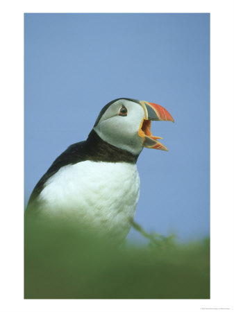 Atlantic Puffin Adult Calling Inner Hebrides, Scotland by Mark Hamblin Pricing Limited Edition Print image