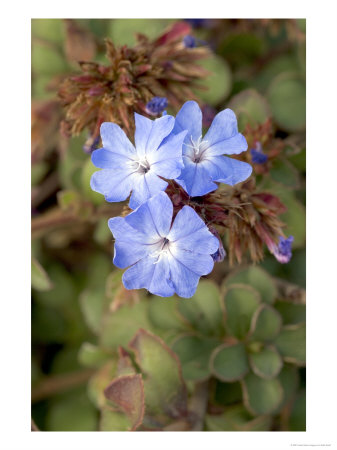 Ceratostigma Griffithii In Flower by Kidd Geoff Pricing Limited Edition Print image