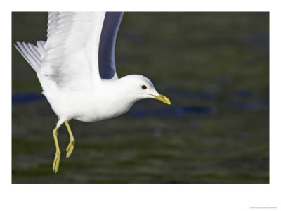 Common Gull, Close-Up Of Adult In Flight, Norway by Mark Hamblin Pricing Limited Edition Print image
