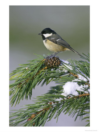 Coal Tit, Perched On Pine Branch In Winter, Uk by Mark Hamblin Pricing Limited Edition Print image