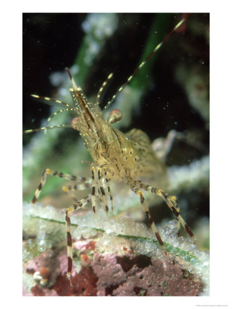Dock Shrimp, Feeding On Herring Roe, Bc, Canada by Rodger Jackman Pricing Limited Edition Print image