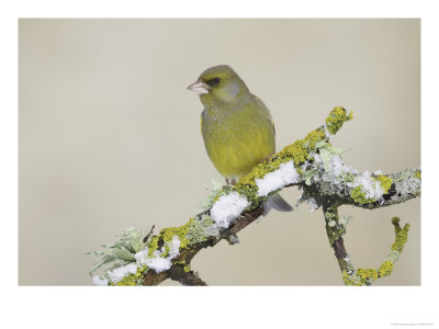 Greenfinch, Adult Male Perching, Scotland by Mark Hamblin Pricing Limited Edition Print image