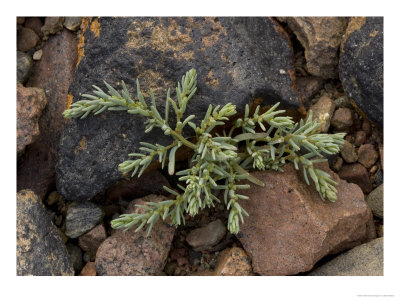 Annual Sea-Blite On Rocky Coast, Salt-Tolerant Plant by Bob Gibbons Pricing Limited Edition Print image