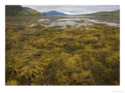 Wig-Wrack, Beds In Sheltered Sea-Loch, With Other Wracks, Low Tide by Bob Gibbons Pricing Limited Edition Print image