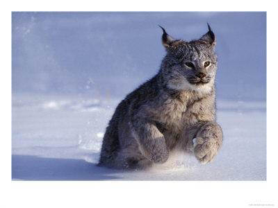 Canada Lynxlynx Canadensisrunning Through Snow by Daniel Cox Pricing Limited Edition Print image