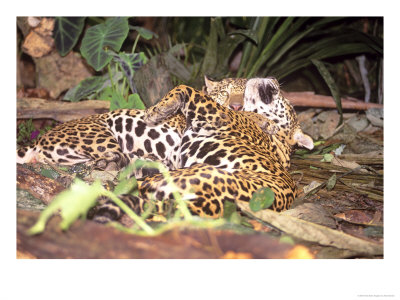 Jaguars, Pair Courting, Brazil by Nick Gordon Pricing Limited Edition Print image