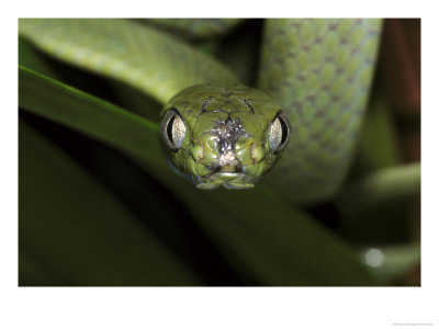 Green Cat-Eyed Snake, Boiga Cyanea by Brian Kenney Pricing Limited Edition Print image