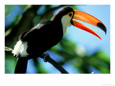 Toco Toucan, Iguacu National Park, Brazil by Berndt Fischer Pricing Limited Edition Print image