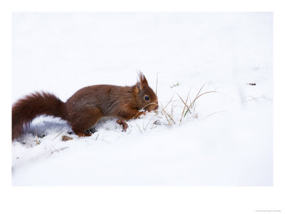 Red Squirrel, Digging In Snow, Lancashire, Uk by Elliott Neep Pricing Limited Edition Print image