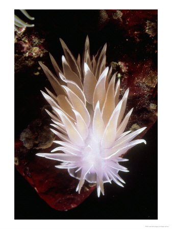 Alabaster Nudibranch, Barkley Sound, Canada by Rodger Jackman Pricing Limited Edition Print image
