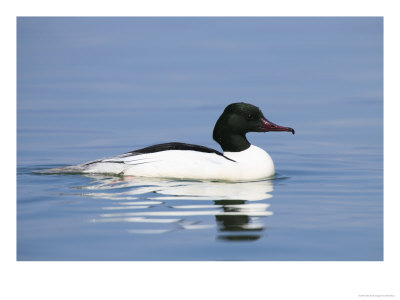 Goosander, Male On Water, Lake Geneva, Switzerland by Elliott Neep Pricing Limited Edition Print image