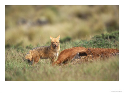 Culpeo Fox, Shy, Colca Canyon, South East Peru by Mark Jones Pricing Limited Edition Print image